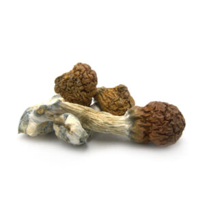 Cambodian Cubensis Mushrooms