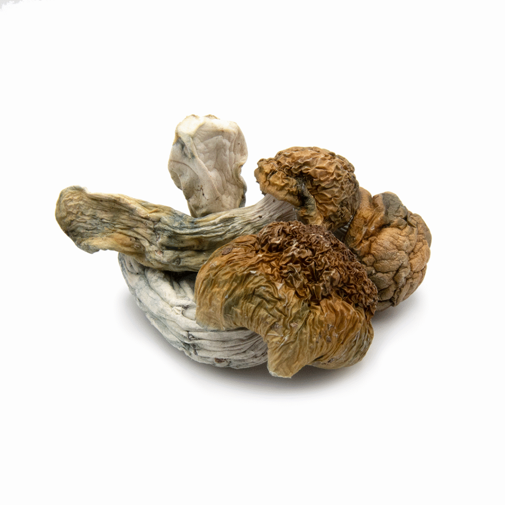 Golden Teacher Magic Mushrooms