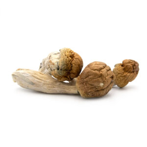 Mazatapec Cubensis Mushrooms