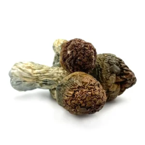 Penis Envy Magic Mushroom