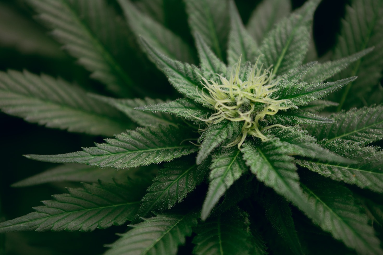 The Ultimate Guide to Choosing the Right Cannabis Strain