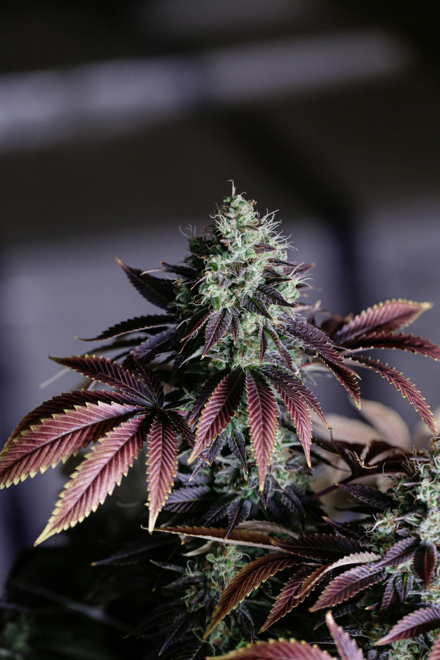 Top Benefits of Using THC and CBD Products