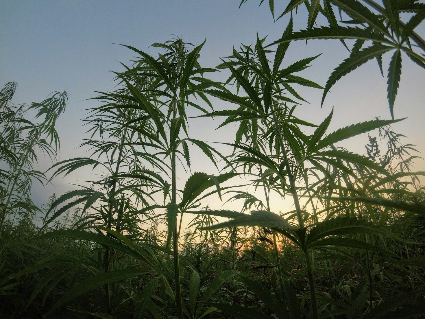 Why Quality Matters in Marijuana Products