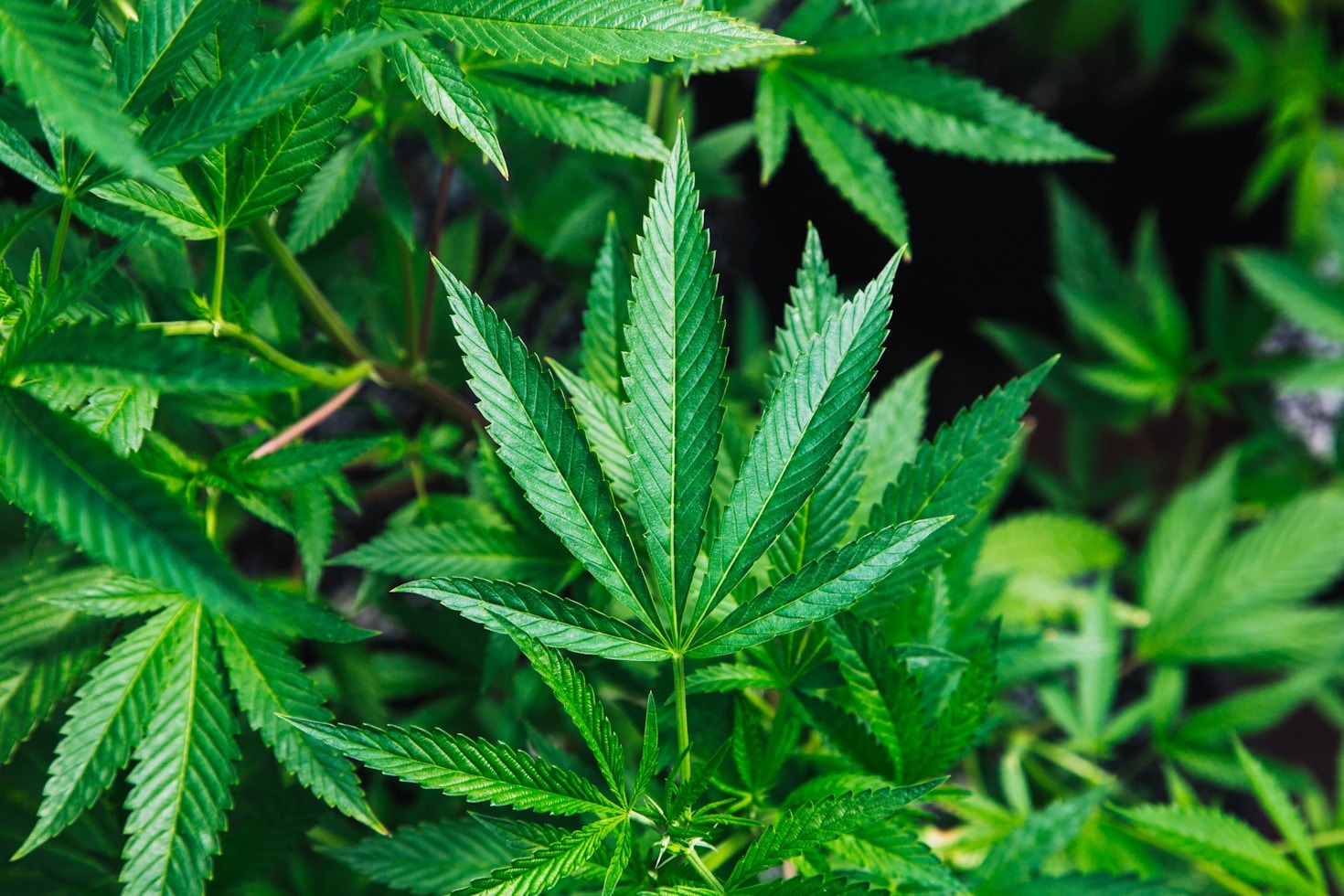 Exploring the World of Cannabis Derivatives