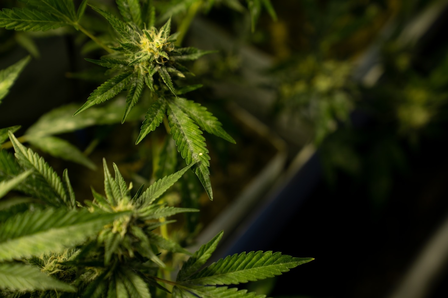 A Day in the Life of Premium Cannabis Users