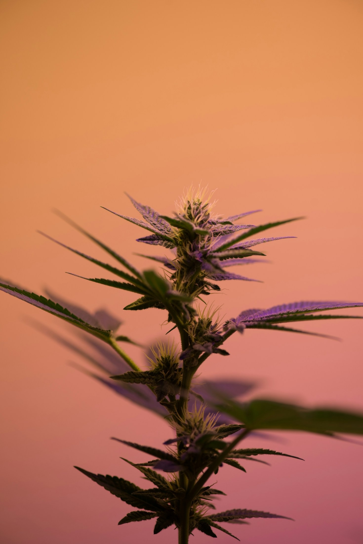 Tips for Finding Reliable Cannabis Delivery Services