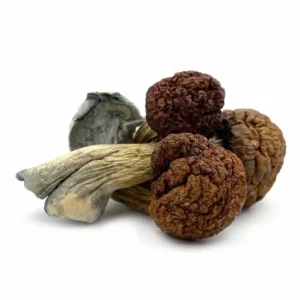 Vietnamese Cubensis Mushrooms