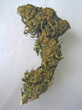 Mysore Mango Weed