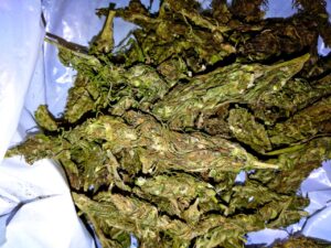 Sheelavathi Weed For Sale